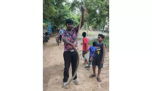 ஈரோடு மாநகராட்சி பகுதியில் 2 நாட்களில் 10 பாம்புகள் பிடிப்பட்டன
