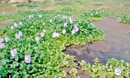 கோரையாற்றை ஆக்கிரமித்துள்ள ஆகாய தாமரைகள் அகற்றப்படுமா?