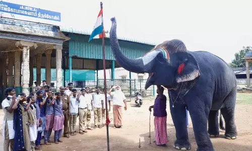 தேசியக்கொடிக்கு மரியாதை செலுத்திய செங்கமலம் யானை