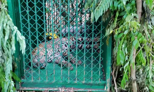 திருப்பதி மலை பாதையில் மேலும் ஒரு சிறுத்தை கூண்டில் சிக்கியது