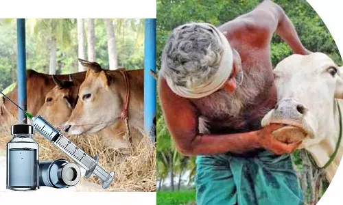 உடுமலை தமிழக-கேரள எல்லை கிராமங்களில் கால்நடைகளுக்கு கோமாரி நோய் தடுப்பூசி செலுத்தும் பணிகள் தீவிரம்
