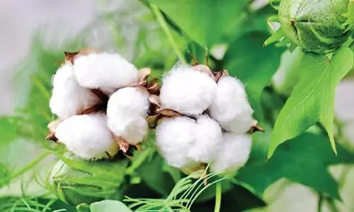 அவிநாசி வேளாண் கூட்டுறவு சங்கத்தில் ரூ.22.29 லட்சத்துக்கு பருத்தி ஏலம்