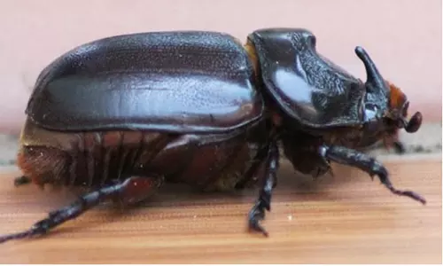 புதுக்கடை அருகே விஷ வண்டுகள் கொட்டியதில் படுகாயமடைந்த பெண் உயிரிழப்பு