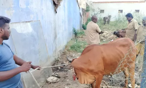 மேட்டுப்பாளையத்தில் ரோட்டில் திரிந்த கால்நடைகள்: