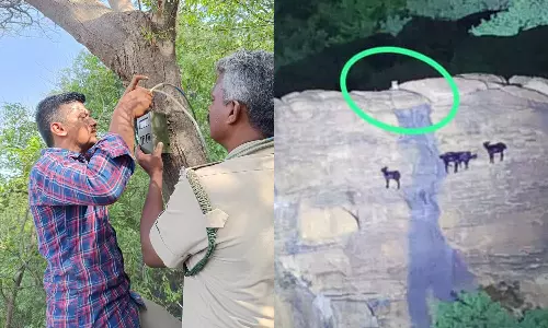 ஆடுகளை வேட்டையாட கரட்டில் பதுங்கிய சிறுத்தை- டிரோன் கேமரா மூலம் கண்காணிப்பு