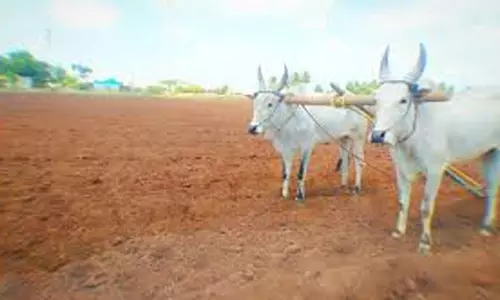 மானாவாரி நிலங்களில் சாகுபடி செய்ய விவசாயிகள் தயக்கம்