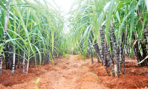 கரும்பிலிருந்து வெள்ளை வேர் புழு தாக்குதலை கட்டுபடுத்தலாம்