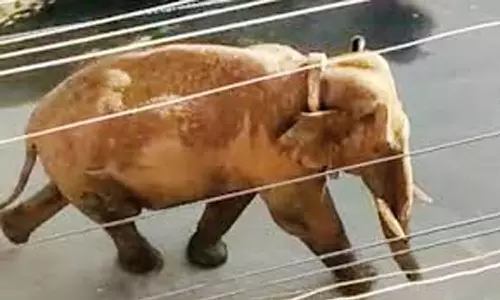 சிறுமுகையில் ரேஷன் கடையை சூறையாடிய காட்டு யானை