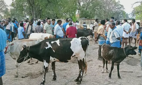 ரூ.40 லட்சத்திற்கு கால்நடைகள் விற்பனை