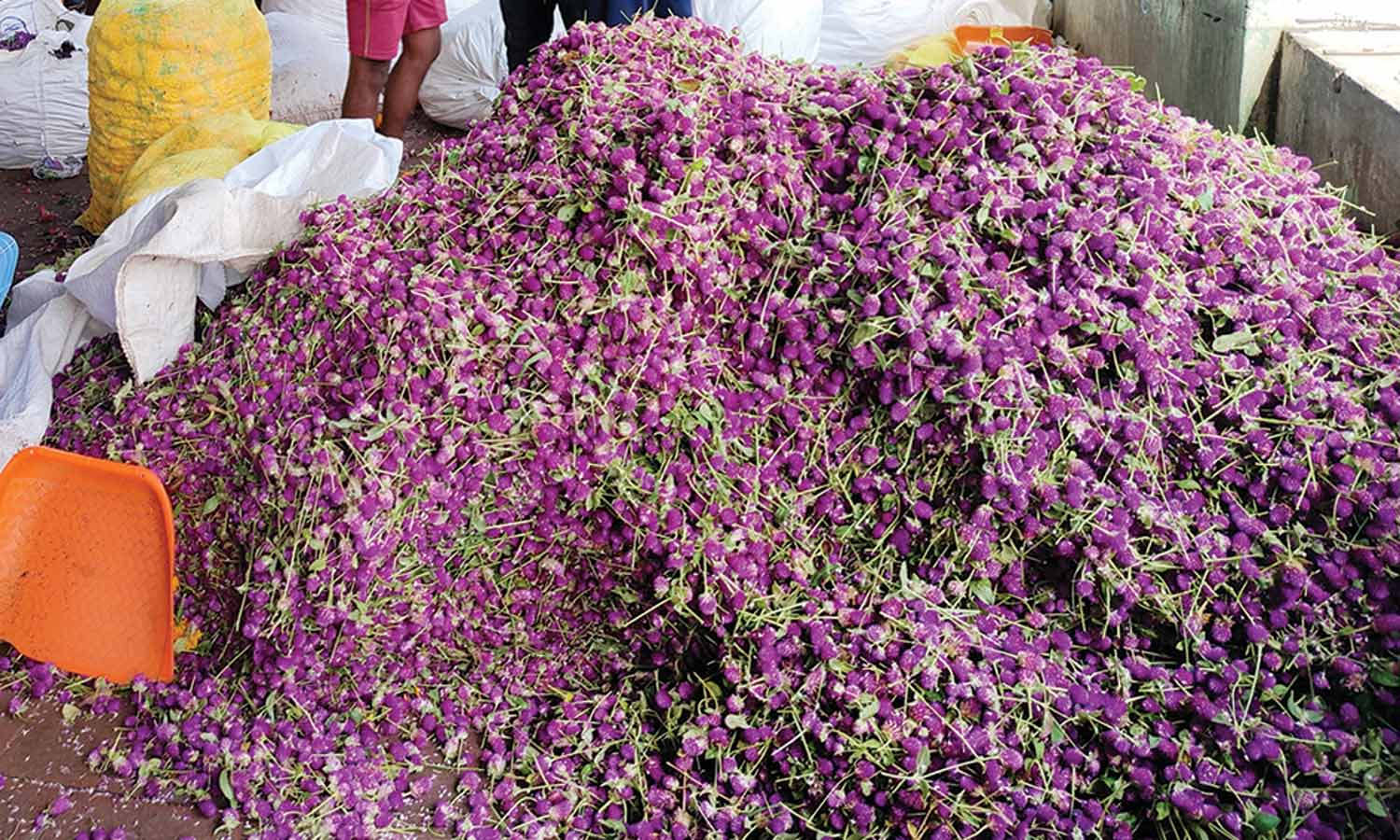 ஓணம் பண்டிகையை முன்னிட்டு திண்டுக்கல்லில் இருந்து கேரளா செல்லும் வாடாமல்லி