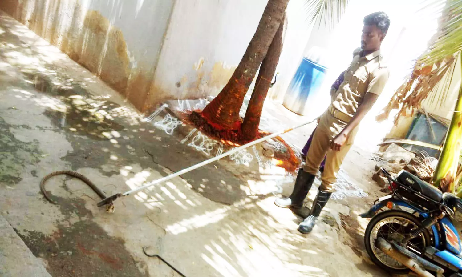 மாட்டு கொட்டகையில் புகுந்த 7 அடி நீள நாக பாம்பு மாட்டு கொட்டகையில் புகுந்த 7 அடி நீள நாக பாம்பு