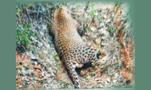 ஆந்திராவில் அடுத்தடுத்து 2 சிறுத்தைகள் பலி- அதிர்ச்சியில் வனத்துறை அதிகாரிகள்