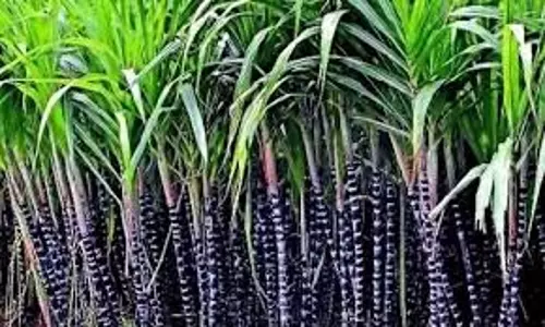 விவசாயிகளுக்கு கரும்பு சாகுபடி பயிற்சி முகாம்