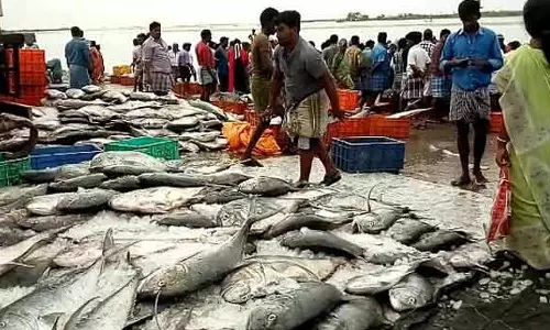 பழவேற்காட்டில் மீன் ஏல கூடத்தில் அகற்றப்படாத கழிவுகளால் துர்நாற்றம்