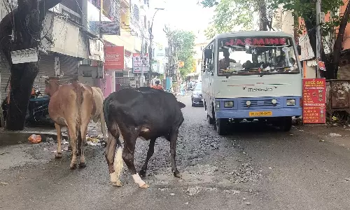 சென்னையில் மீண்டும் அத்துமீறி சாலையில் நடமாடும் மாடுகள்- 2 வாரத்தில் 284 மாடுகள் பிடிபட்டன