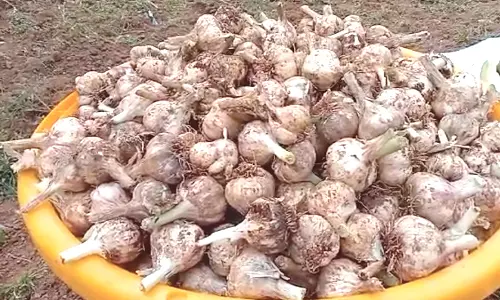 கோத்தகிரியில் பூண்டு கொள்முதல் விலை உயர்வு