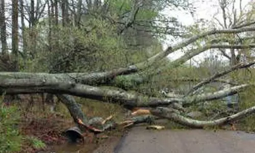 சாலையில் பகலில் மரங்களை வெட்டுவதால் போக்குவரத்து பாதிப்பு