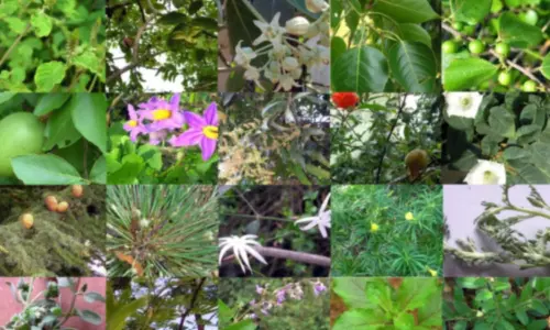 விநாயகர் சதுர்த்தி பூஜைக்குரிய 21 இலைகள்!