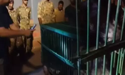 ஸ்ரீசைலம் கோவில் வளாகத்தில் சுற்றித்திரிந்த கரடி- கூண்டு வைத்து பிடித்த வனத்துறை அதிகாரிகள்