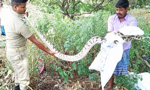 8 அடி நீள மலைப்பாம்பு பிடிபட்டது