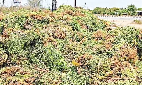 விலைசரிவால் சாலையோரம் கொட்டப்படும் கொத்தமல்லி: விவசாயிகளுக்கு வேளாண் துறை பயிர் சாகுபடி வழிகாட்டுதல் வழங்க வேண்டும்