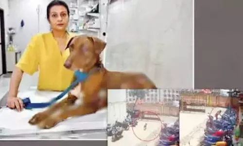 பூனையுடன் விளையாடிய நாய் மீது ஆசிட் வீசிய பெண்- வீடியோ வெளியானதால் கைது