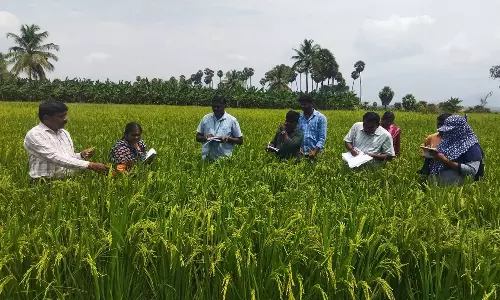 விதைப்பண்ணைகளில் விதைச்சான்று உதவி இயக்குநர் ஆய்வு