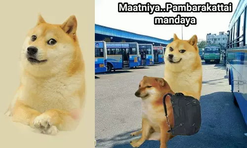 RIP Cheems : உலகையே சிரிக்க வைத்த சீம்ஸ் நாய் விடைபெற்றது - புற்று நோய் காரணமா?