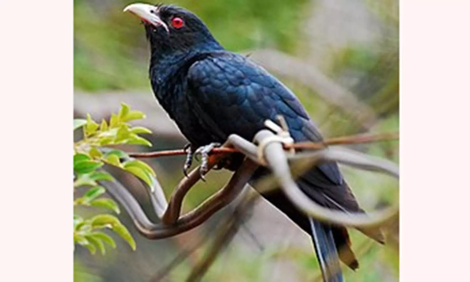 ஒட்டுண்ணி பறவை குயில் ஒட்டுண்ணி பறவை குயில்