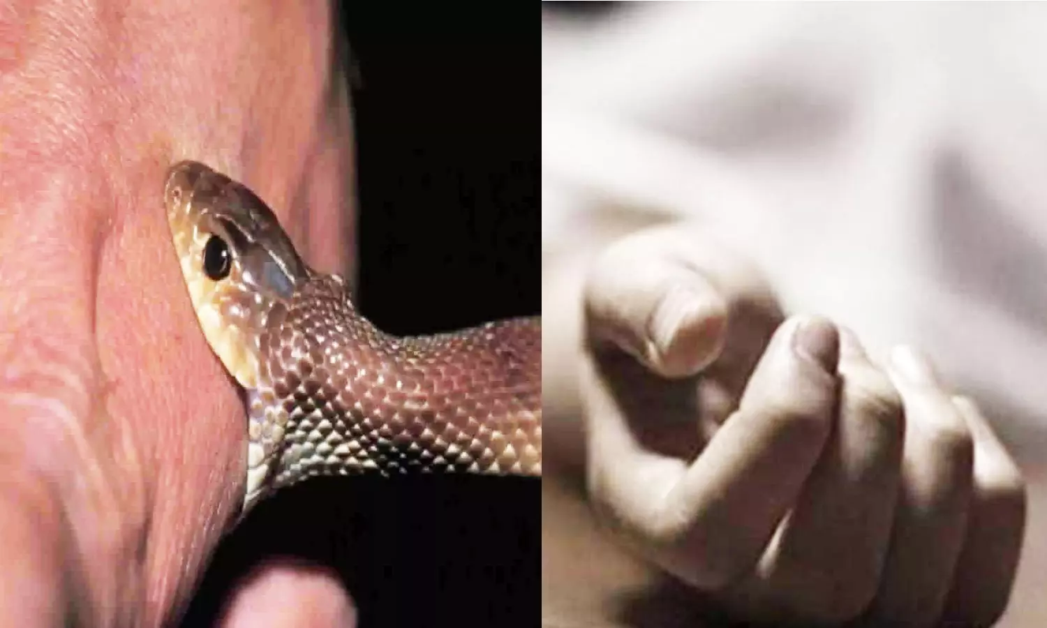 பாம்பு கடித்து மூதாட்டி சாவு