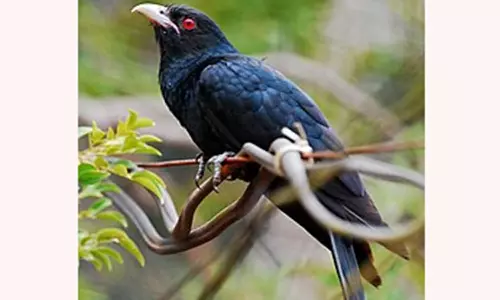 ஒட்டுண்ணி பறவை குயில்