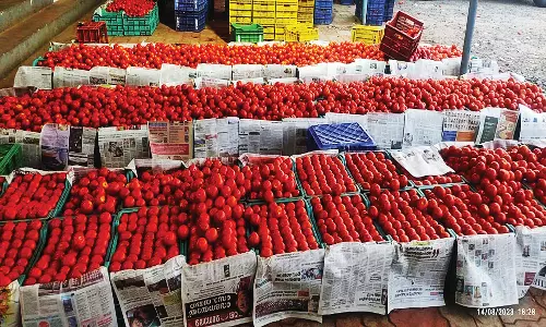 ஒட்டன்சத்திரம் பகுதியில் உச்சத்தில் இருந்த தக்காளி விலை கடும் சரிவு