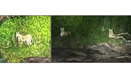 முல்லைப்பெரியாறு அணைப்பகுதியில் புலிகள் நடமாட்டத்தால் பொதுமக்கள் பீதி