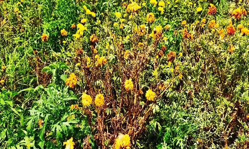 போடி அருகே மழை இல்லாததால் செடியிலேயே கருகும் செவ்வந்தி பூக்கள்