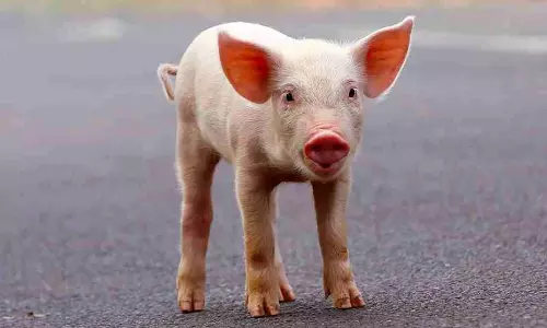 குடிநீர் தொட்டியில் செத்து கிடந்த பன்றி குட்டி