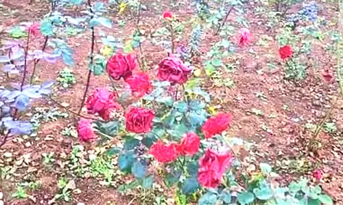 ஊட்டியில் தாவரவியல் பூங்காவில் ரோஜா பூக்கள் அழுகும் அபாயம்