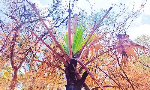 ஸ்ரீவைகுண்டம் தாமிரபரணி ஆற்றங்கரையில் பற்றி எரிந்த பனை மரம் துளிர் விடும் அதிசயம்-காப்பாற்ற பொதுப்பணித்துறை நடவடிக்கை எடுக்குமா?