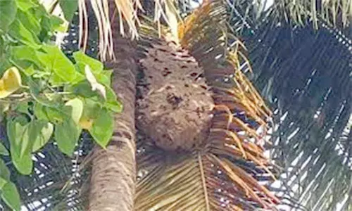 கதண்டுகள் தீ வைத்து அழிப்பு