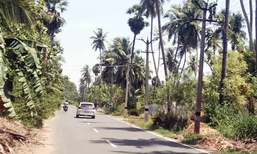 சாலை ஓரத்தில் உள்ள பட்டுப்போன தென்னை மரத்தை அகற்ற வேண்டும்