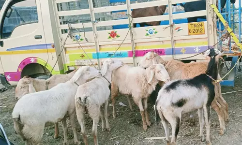 கம்பைநல்லூர் வாரச் சந்தையில் ரூ.16 லட்சத்திற்கு ஆடுகள் விற்பனை