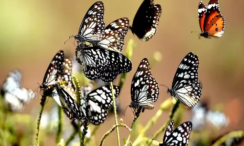 பட்டாம்பூச்சிகளுக்காகவே ஒரு பூங்கா: சுற்றுலா பயணிகளை ஈர்க்க ஒடிசா அரசு திட்டம்
