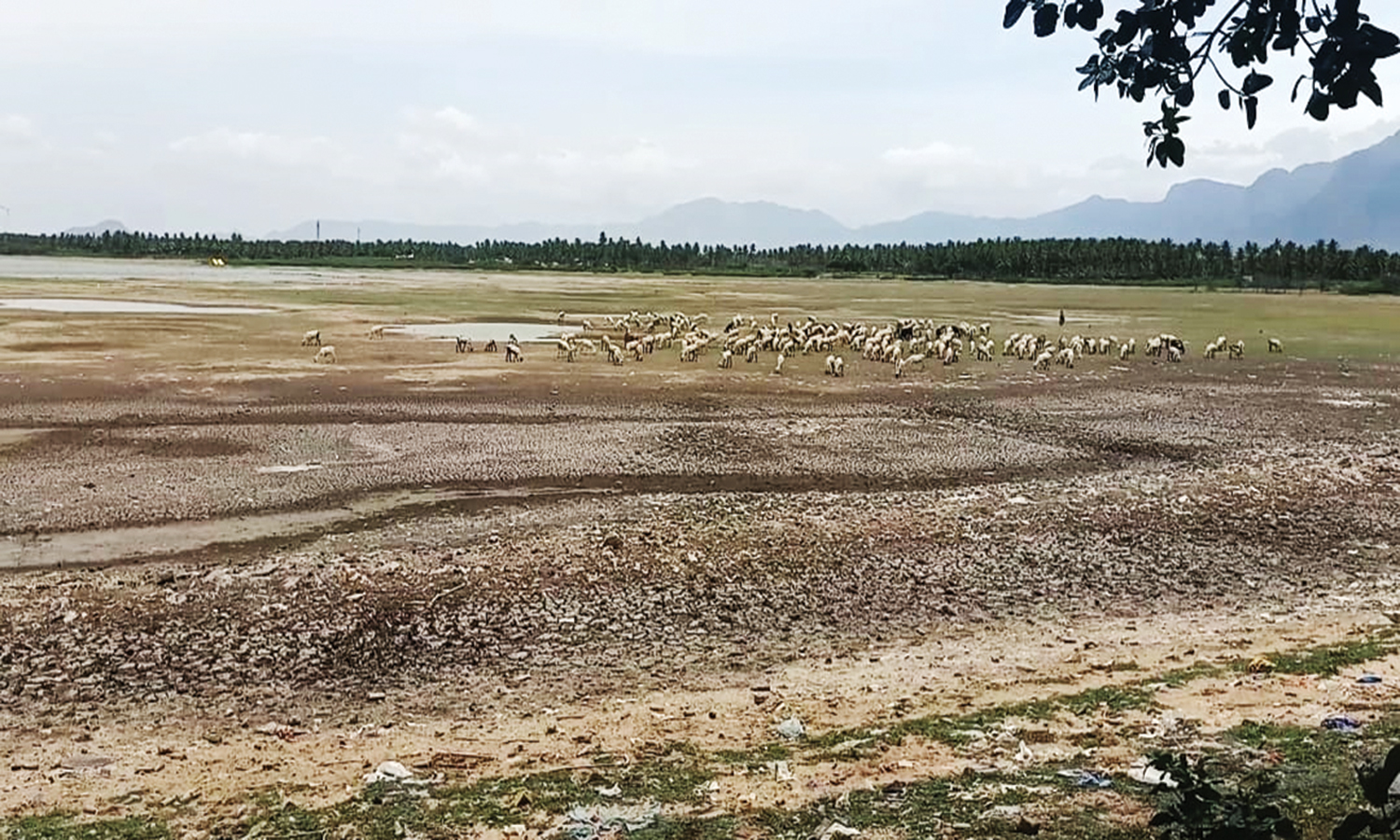 போடி அருகே 12 ஆண்டுகளுக்கு பிறகு நீரின்றி முற்றிலும் வறண்ட கண்மாய்