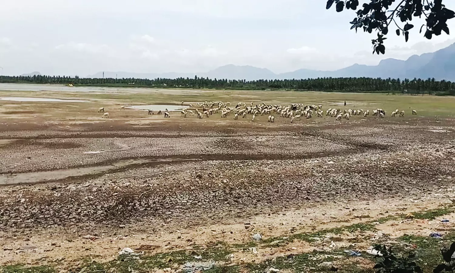 போடி அருகே 12 ஆண்டுகளுக்கு பிறகு நீரின்றி முற்றிலும் வறண்ட கண்மாய் போடி அருகே 12 ஆண்டுகளுக்கு பிறகு நீரின்றி முற்றிலும் வறண்ட கண்மாய்