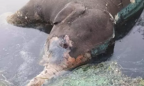 குடியாத்தம் அருகே மோர்தானா அணையில் மூழ்கி யானை பலி