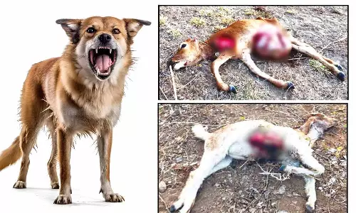 கால்நடைகளை வேட்டையாடும் வெறிநாய்கள்  - தடுக்க நடவடிக்கை எடுக்கப்படுமா?