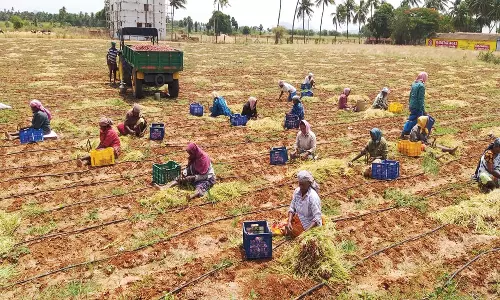 ஒட்டன்சத்திரம் பகுதியில் சின்ன வெங்காயம் விளைச்சல் அதிகரிப்பால் விலை வீழ்ச்சி