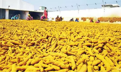 ரூ.1.50 கோடிக்கு மஞ்சள் ஏலம்