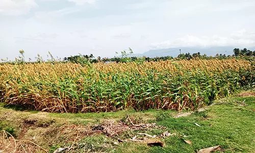 செங்கோட்டை பகுதியில் விலை இருந்தும் விளைச்சல் இல்லாததால் சோளம் விவசாயிகள் பாதிப்பு