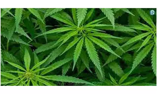 கஞ்சா விற்ற 3 பேர் கைது