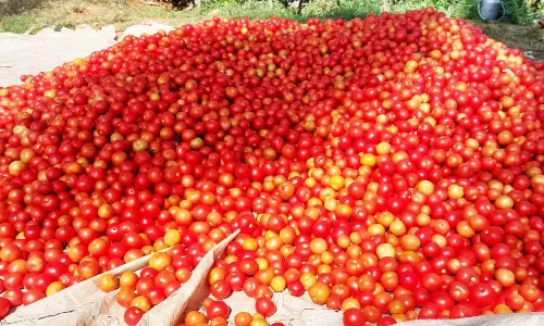 தக்காளி விலை குறைவு
